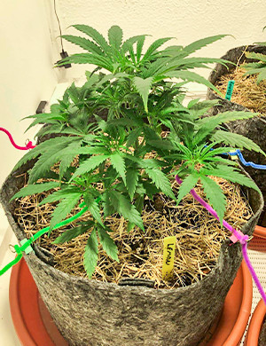 Растягивание боковых стеблей