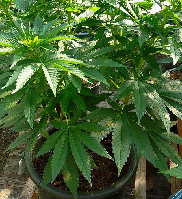 Топпинг и дефолиация Runtz Fast Flowering