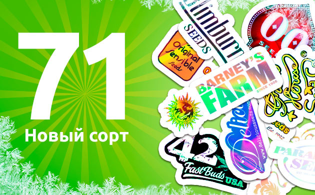 71 новый сорт