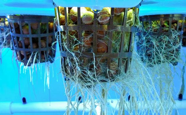 Дезинфекция и стерилизация гидропонной установки Очистка гидропонной системы