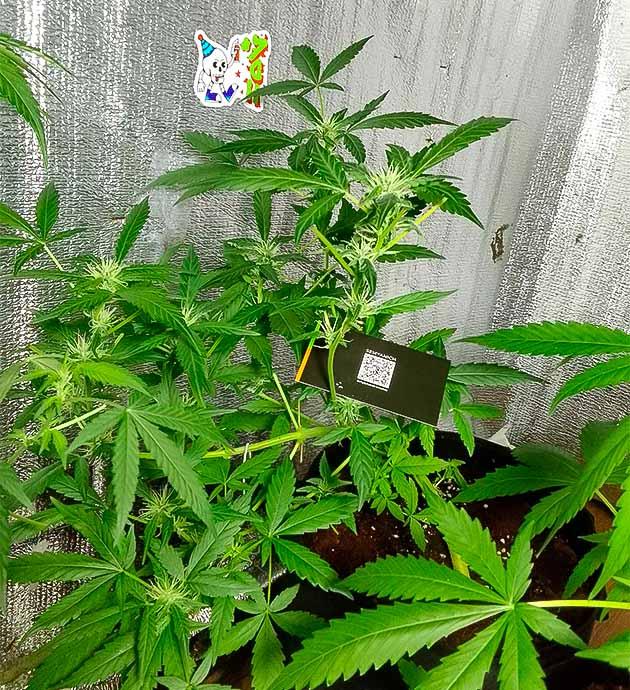 Развитие соцветий Куст Sexy Cinderella Auto на стадии цветения