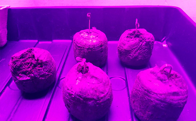 Ростки марихуаны в горшках Amherst Sour Diesel проращивание