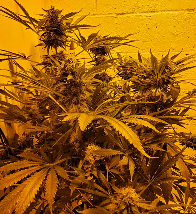 Листья конопли с коричневыми пятнами