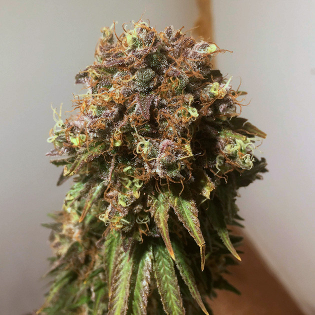 Соцветие перед харвестом Шишка Y Griega