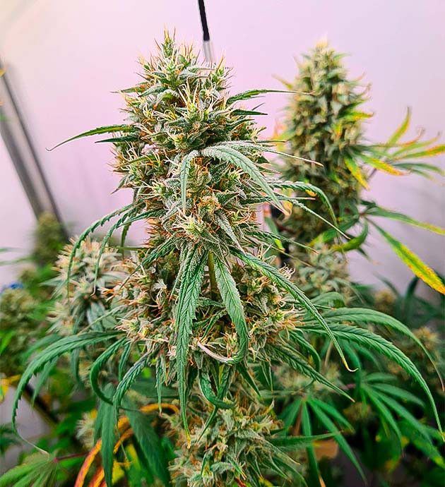 Подготовка к промывке Соцветия Blueberry Hill от Herbies Seeds на 14 неделе