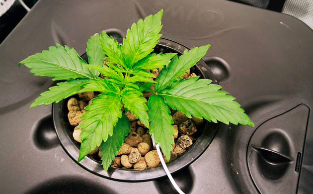 Куст Zkittlez Auto ростом 9 см