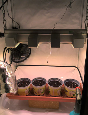 1 неделя выращивания Гроубокс для выращивания