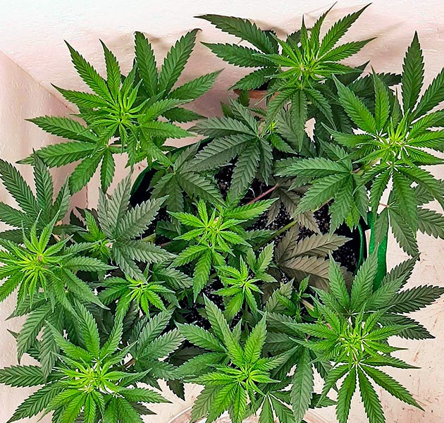 Куст Bruce Banner от Семяныч на 6 неделе выращивания