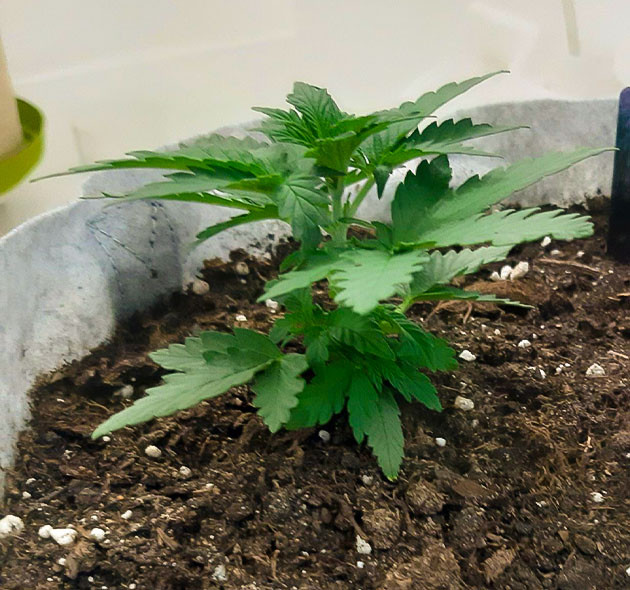 Температура и влажность в боксе для Gorilla Auto Gorilla Auto: первые дни роста