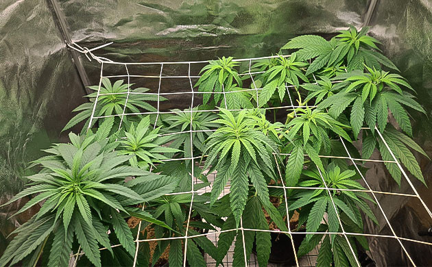 перевод Chemical Bride на цветение каннабис перед стадией цветения