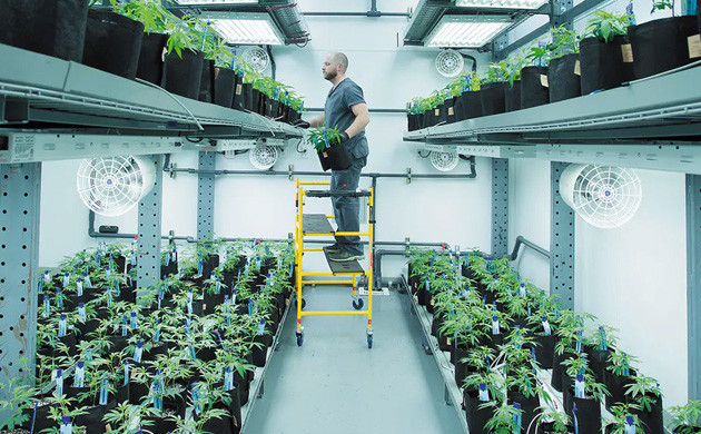 Горшки конопли на стеллажах