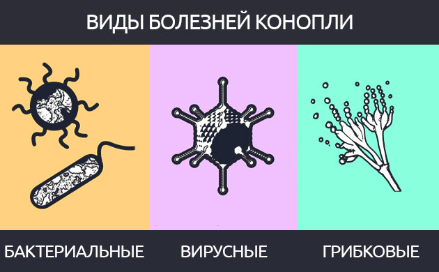 Бактериальные, вирусные, грибковые