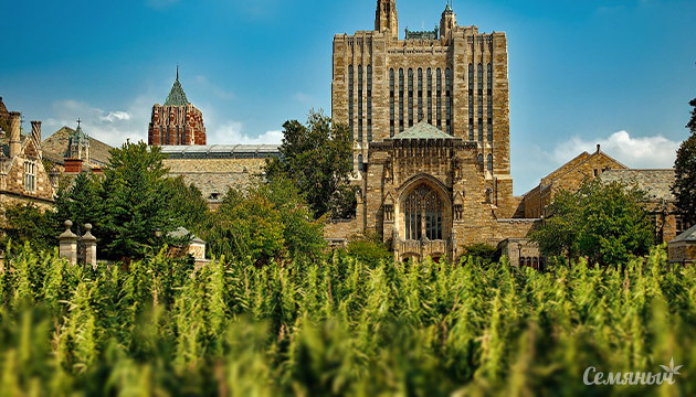 В Йеле создают исследовательский центр каннабиса Новый научный центр по изучению конопли и каннабиноидов