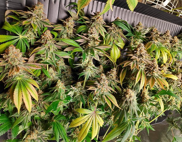 Время сбора урожая Срезанные куст конопли