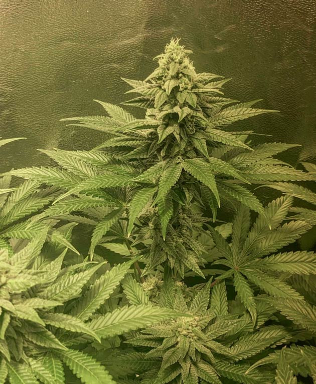 Шестая неделя цветения марихуаны