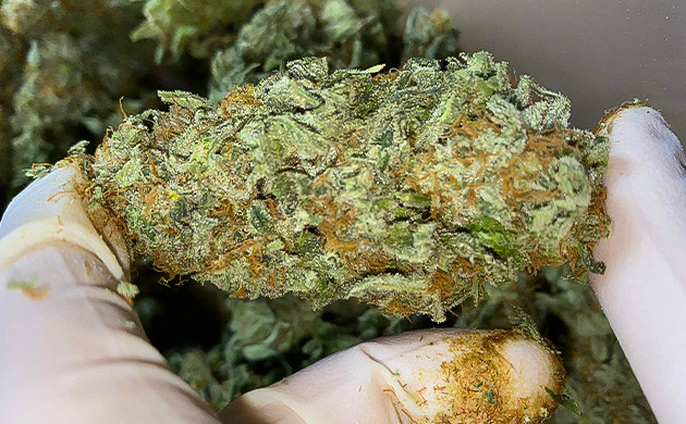 Сбор урожай с куста Gorilla Glue #4