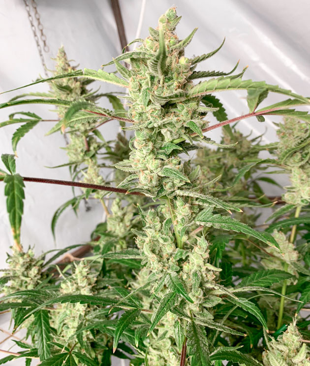 Кусты Gorilla Auto на 13 неделе выращивания