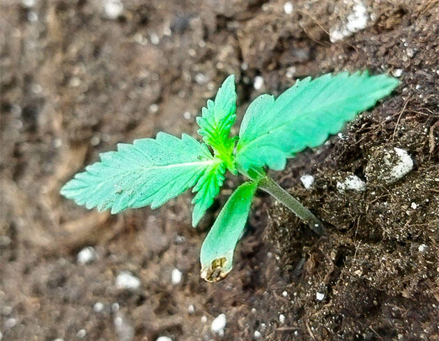 Росток Auto Tutankhamon от Pyramid Seeds на 1 неделе