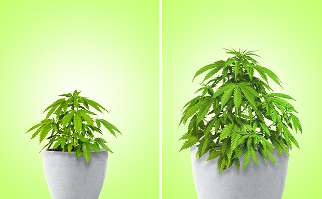 Размеры горшка и рост каннабиса