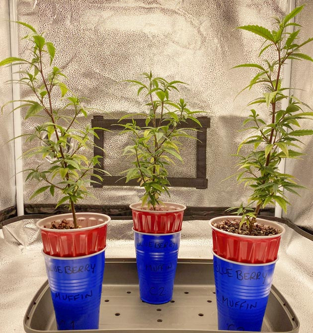 Blueberry Muffin: новые клоны