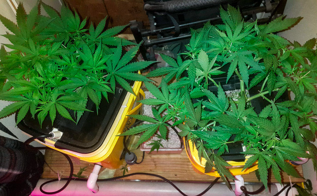Дефолиация куста марихуаны Кусты на пятой неделе
