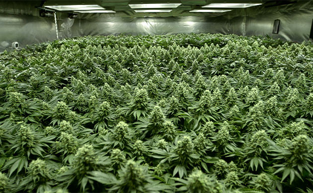 Кусты конопли после метода sea of green