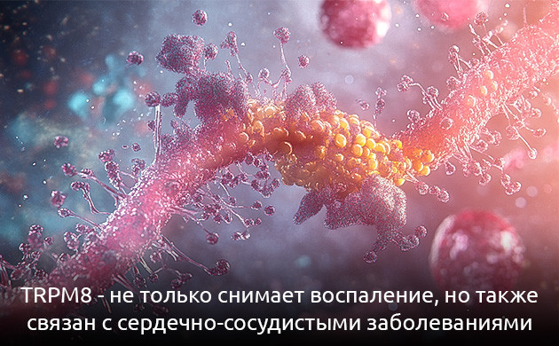 TRPM8: новый взгляд на лечение