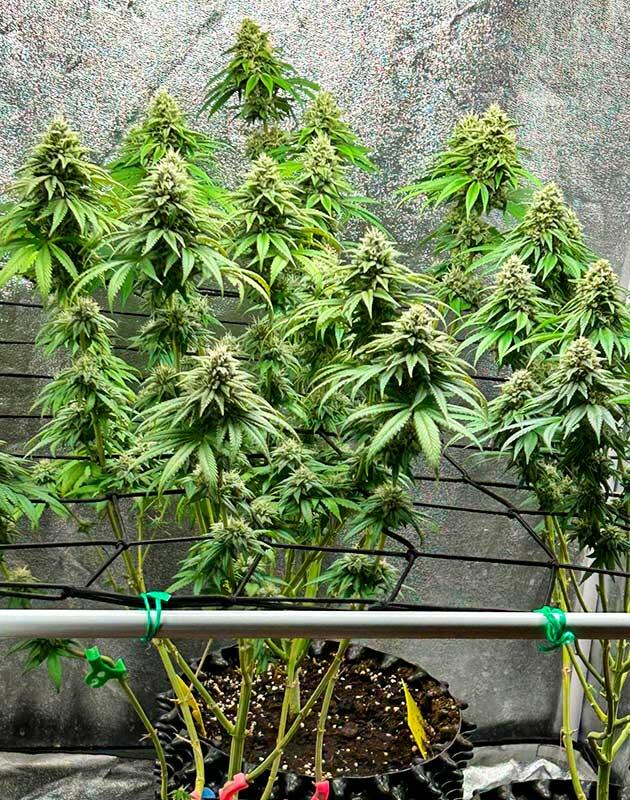 Соцветия Marshmallow OG на позднем этапе цветения