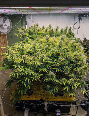 Харвест Girl Scout Cookies auto fem на 12 неделе Кусты Girl Scout Cookies auto fem перед харвестом