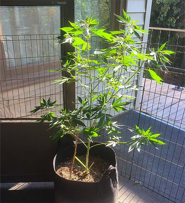 Преодоление жары при выращивании Blueberry X