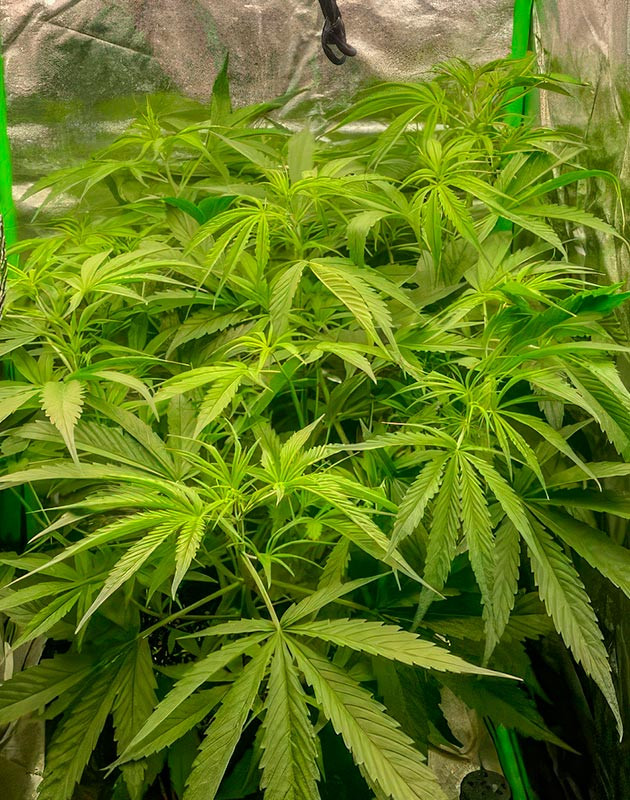 Цветение конопли