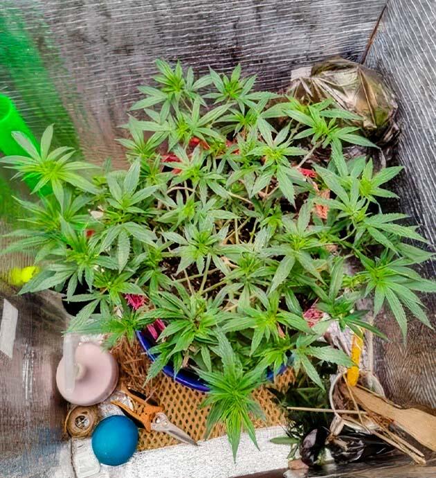 Нехватка питательных элементов Куст Astral на стадии вегетации