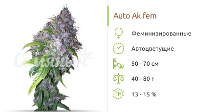 Сорт конопли Auto AK Auto AK fem от Grass-O-Matic