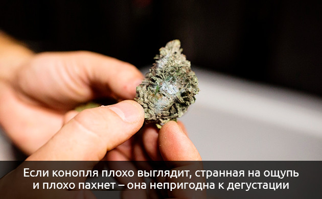 Внешний вид шишек конопли Изменения шишек во внешнем виде