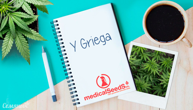 Гроурепорт сорта Y Griega fem от Medical Seeds