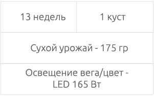 полученный урожай за 13 недель 175 гр Таблица: срок выращивания и собранный урожай
