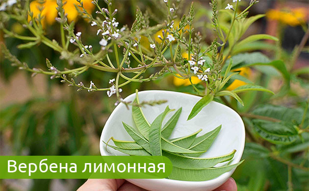 Восстановление печени с лимонной вербеной