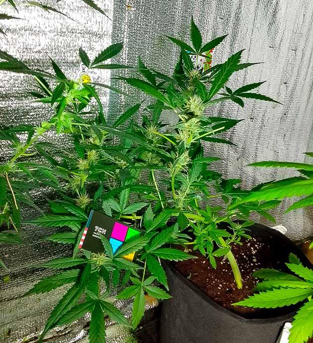 Цветение марихуаны Куст Sexy Cinderella Auto от Семяныча на 9 неделе