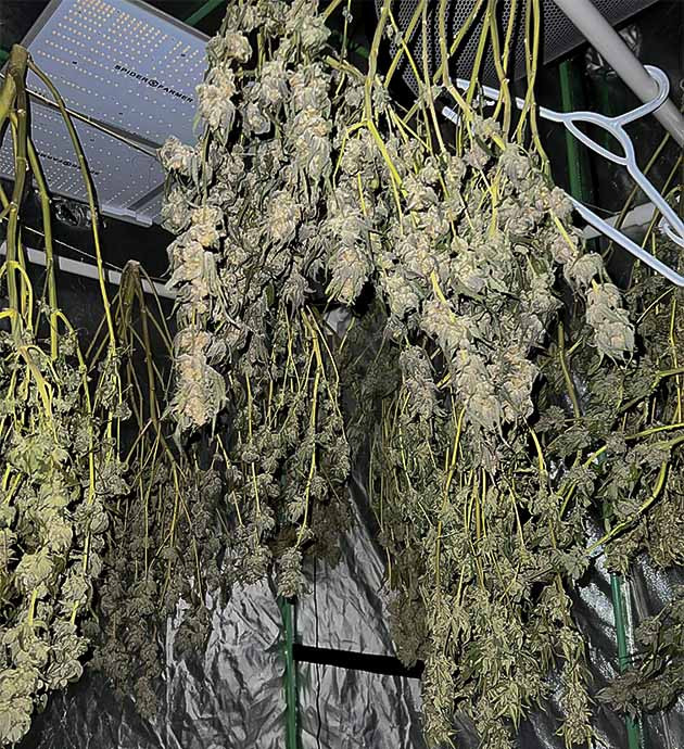 Успешный гров Apple Betty