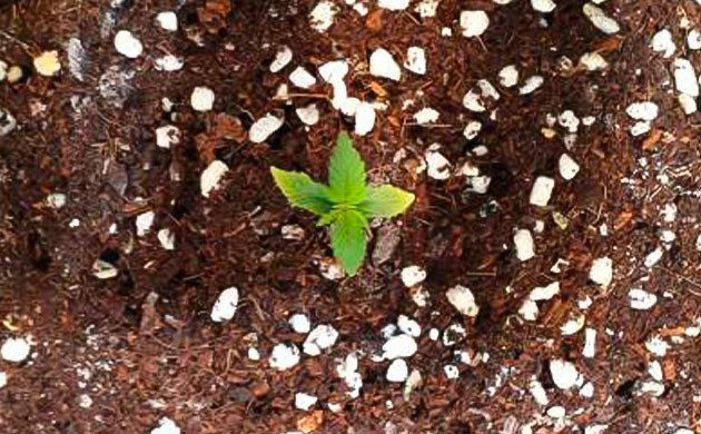 Проращивание Zkittlez Auto