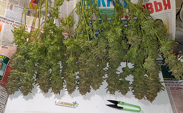 Правильная сушка Bruce Banner Auto Параметры сушки и пролечка