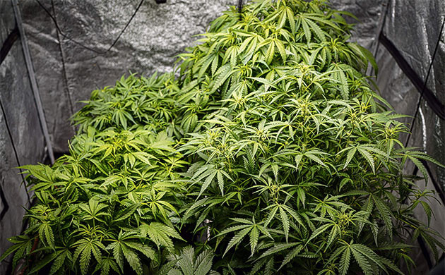 Цветение на 6 неделе роста Появление шишек конопли