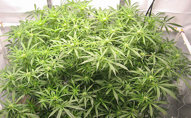 Густой цветущий куст конопли