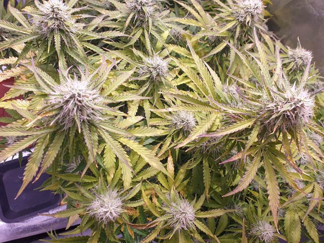 Цветение куста Wedding Cake Auto