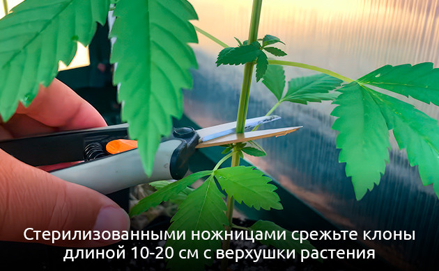 Срезка и укоренение клонов Подготовка черенков для клонирования