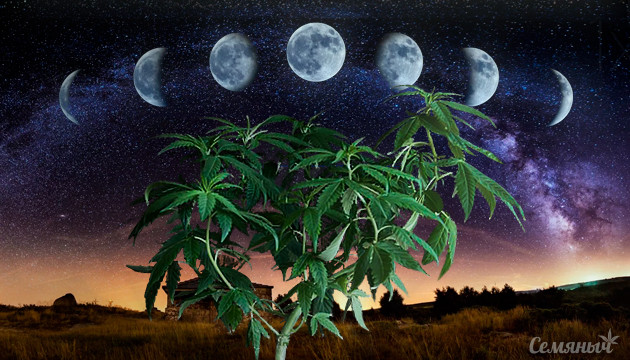 Выращивание конопли по лунному календарю width= Влияние луны на развитие каннабиса