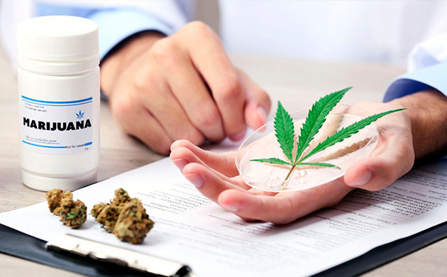 Изучение медицинского применения марихуаны Доказательная база эффективности медицинской конопли