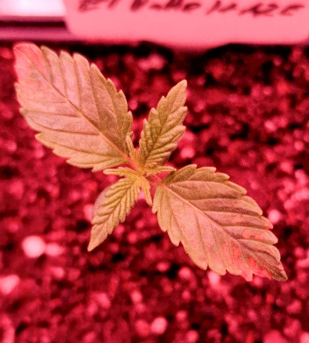 Росток сорта EL Valle Haze