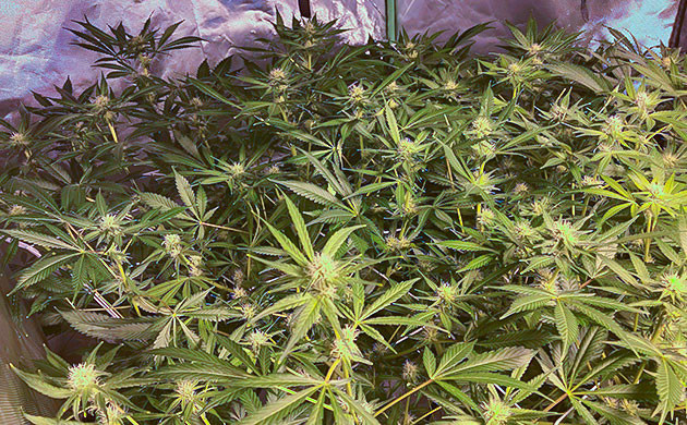 Кусты на 10 неделе выращивания