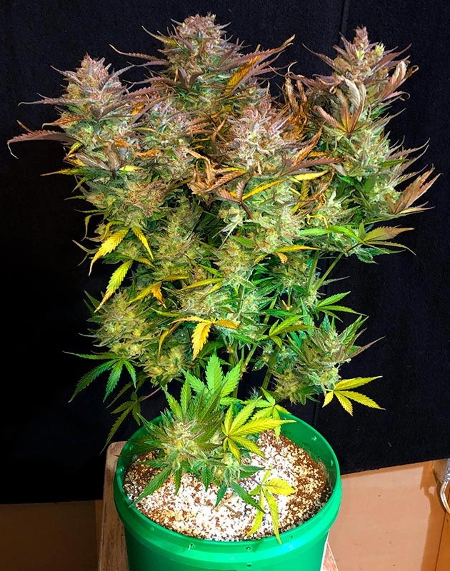 Куст Original Blueberry Auto перед харвестом